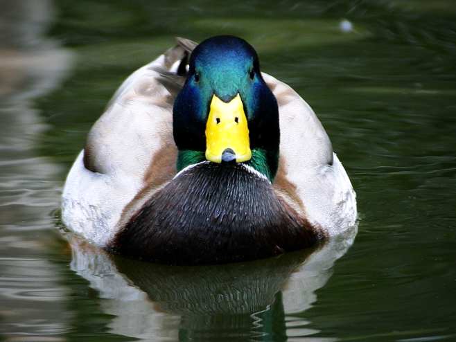 image: mallard-duck