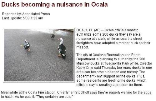 duck nuisance